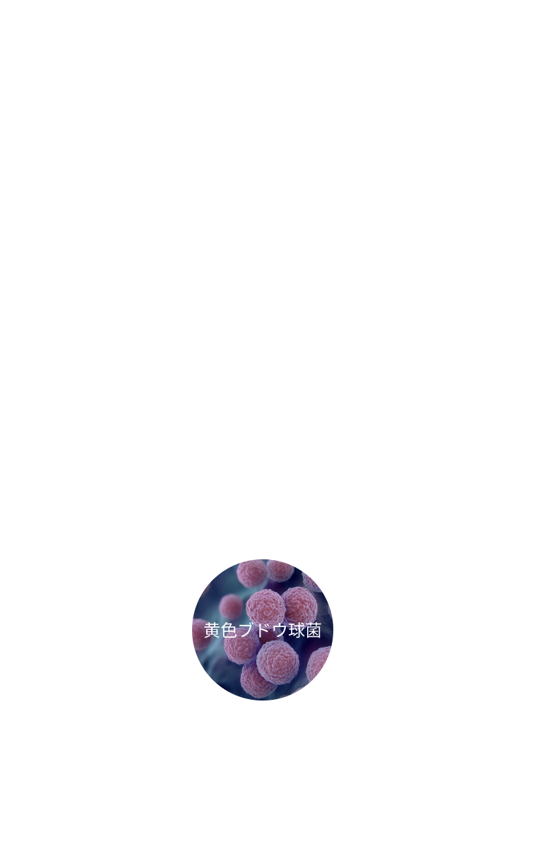 黄色ブドウ球菌