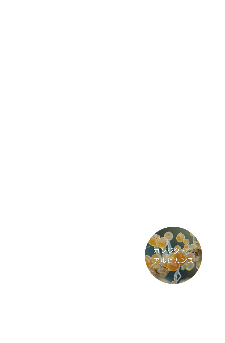 カンジダ・アルビカンス
